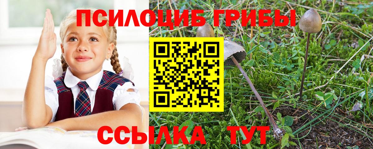 Псилоцибиновые грибы Cubensis Калач-на-Дону